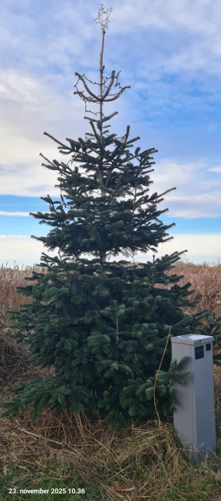 Billede af Kølstrup Sogns Beboerforenings juletræ 2025. Foto: Torben Larsen.