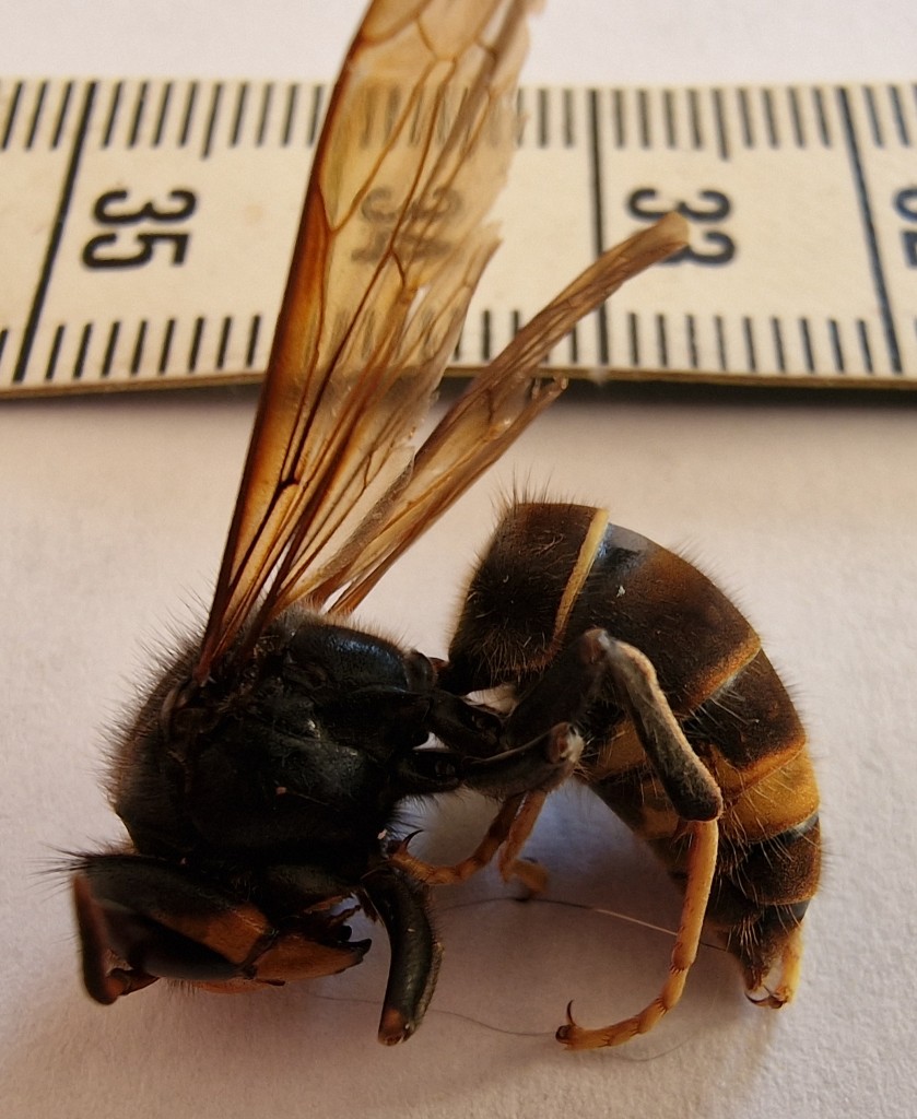 Alfred – status for asiatisk gedehams