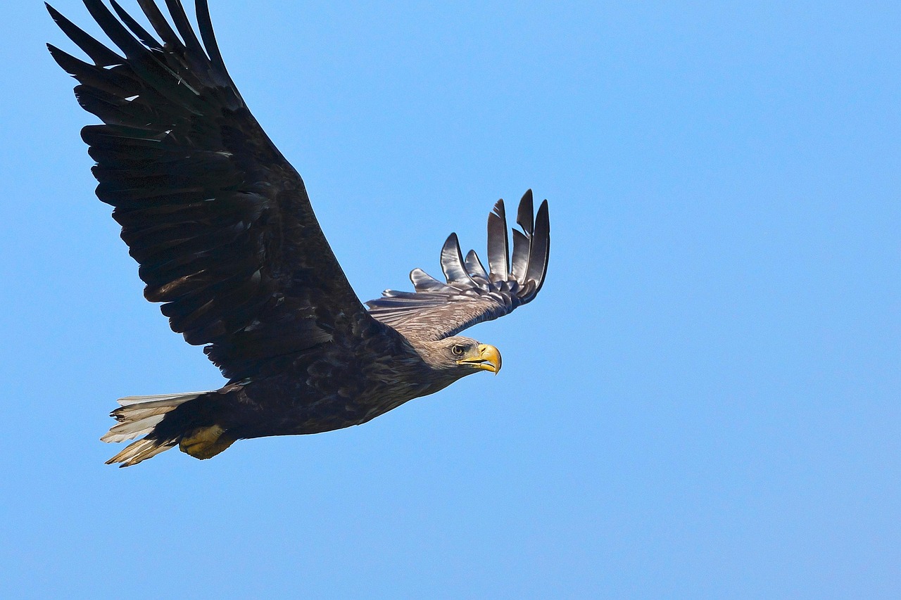 Hvad dør havørne af i Danmark? Foredrag 22. april